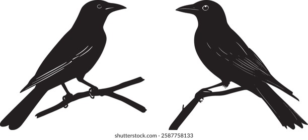 Two Crow Silhouettes on Branch, Vector Illustration