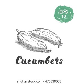 Two cucumbers on white hand drawn sketch.