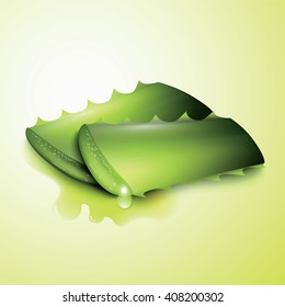 Two cut pieces of aloe vera plants isolated on green background. Vector illustration.