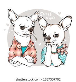 Two cute cartoon chihuahua dogs. Sweet couple illustration. Stylish image for printing on any surface