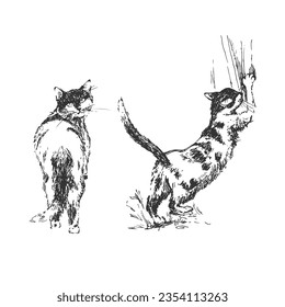 Dos lindos gatos en blanco. Esbozar ilustración vectorial dibujada a mano aislada en blanco. Elementos aislados para el diseño. Blanco y negro.