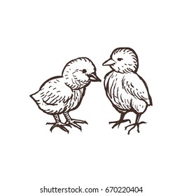 Two cute chickens isolated on white. Handdrawn chicks sketched birds. Vector illustration.