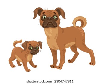 Two cute dogs breed Belgian Griffon. Adult and funny puppy. Petit Brabancon. In cartoon style. Isolated on white background. Vector flat illustration.