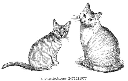 Dos lindos gatos domésticos sentados y mirando, dibujo de mano realista aislado en blanco, Ilustración vectorial