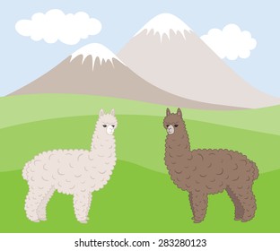 Two cute furry differently colored alpacas on a mountain meadow. Vector illustration.