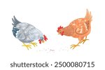 Two cute hens found a worm. In cartoon style. Isolated on white background. Vector flat illustration