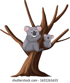 Two cute koalas on the tree on white background illustration