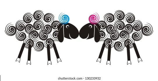 Two cute lambs sniffing each other with black heads and wool spirals