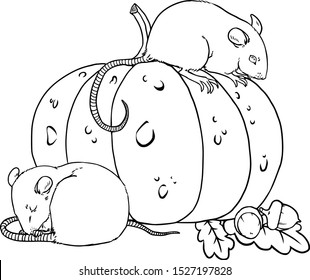 Two cute mice with pumpkin and acorns. Vector outline illustration drawings on a white background. Page for coloring book