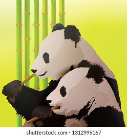 Two Cute Pandas Eating Bamboo