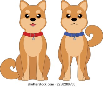 two cute shiba inu dogs