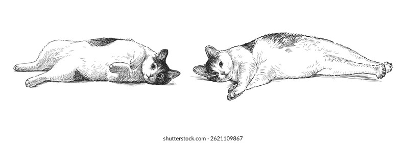 Two cute well-fed domestic cats lying resting, realistic hand drawn vector illustration isolated on white