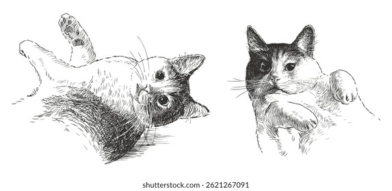 Two cute well-fed domestic cats, realistic hand drawn vector illustration isolated on white