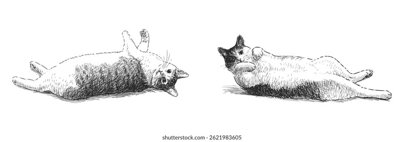 Two cute well-fed domestic cats lying, resting, realistic hand drawn vector illustration isolated on white