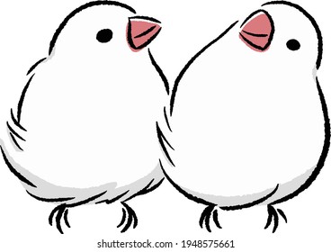 Two cute white java sparrow