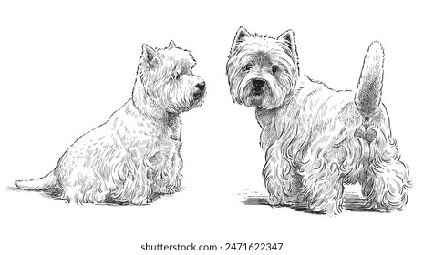 Dos lindos perros de regazo blancos, dibujo de mano realista aislado en blanco, Ilustración vectorial