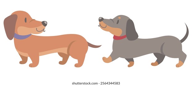 Two dachshunds walking on white background. Vector illustration in flat cartoon style.