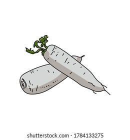 Dos raíces daikon, ingrediente para cocinar, ilustración de dibujo de mano vectorial para el diseño y la creatividad