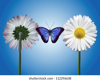 Two daisies and blue butterfly