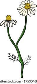 Flor de dos daises , ilustración, vector sobre fondo blanco
