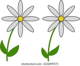 Two daisies on a white background, two cute flowers on a white background