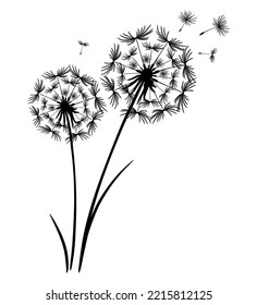 Two dandelion flowers together. Flying seeds into the sky. Detailed drawing of dandelion in black. Vector silhouette for print and cut, poster, banner, postcard design. Macro illustration isolated
