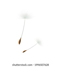 Two dandelion seeds isolated on white background realistic vector illustration