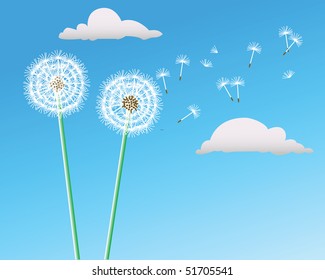 Two dandelions grow on a blue background