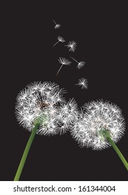 two dandelions on black background
