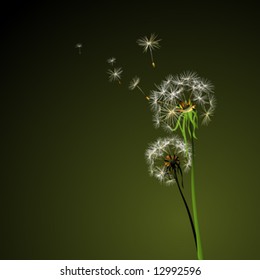 two dandelions in wind on dark background