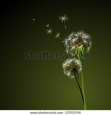 two dandelions in wind on dark background
