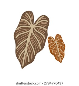 Two dark brown caladium taro leaves tropical foliage plant element flat vector illustration