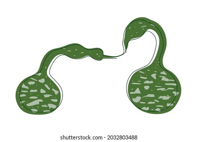 dos calabazas decorativas de ganso de color verde con manchas claras se dibujan con una línea oscura sólida sobre un fondo blanco