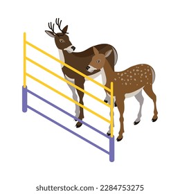 Two deer in zoo enclosure isometric vector illustration