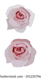Dos delicadas flores de rosa sobre un fondo blanco. Dibujo de vectores. Elementos florales para el diseño de tarjetas, invitaciones, impresiones, textiles, envolturas.