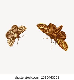 Two detailed illustrations of moths with intricate patterns on their wings. The moths are depicted in brown and beige tones, showcasing their delicate beauty. Vintage vector illustration.