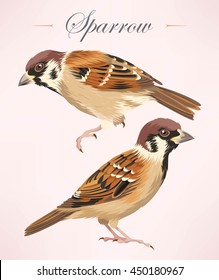 Two detailed sparrows