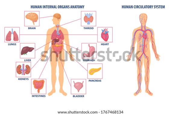 人体の解剖図を示す2つの図 1つは循環系 もう1つは臓器アイコン 色付きベクターイラスト のベクター画像素材 ロイヤリティフリー