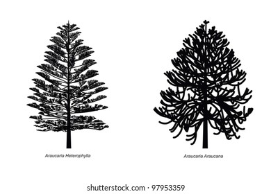 Two Different Araucaria Species Illustration