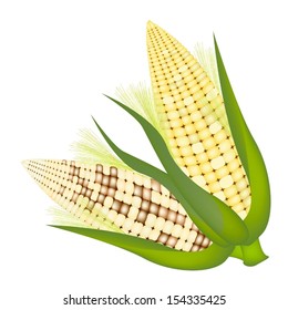 Two Different Colors of Sweet Corns with Green Husk and Golden Silk Isolated on A White Background 