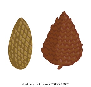 Two different conifer cone. Hand drawn vector illustration. Colored cartoon doodle of autumn forest harvest. Simple drawings isolated on white. Elements for design, print, sticker, card, decor, wrap.