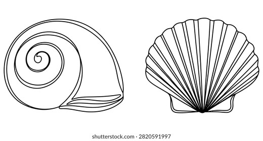 Two different sea shells collection line art drawing isolated on white background illustration