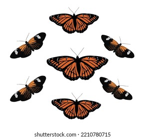 two different type of colored butterflies 