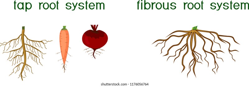 Two different types of root systems: tap and fibrous root systems