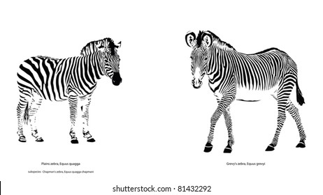 Two Different Zebra Species