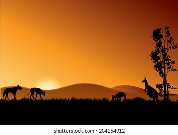 two dingos and kangaroos in the sunset