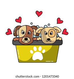 two dogs in basin bath grooming pet