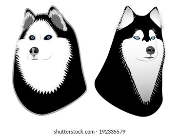 Two dogs Husky isolated over white.