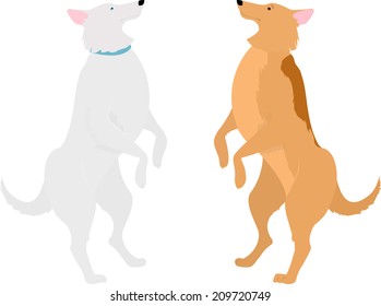 two dogs, orange and white, standing on hind legs