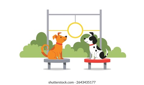 Two Dogs Training and Playing at Dog Agility Park in the Sunny Day